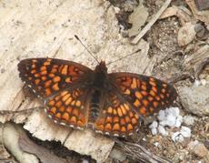 Gabbs Checkerspot Butterfly - grid24_6