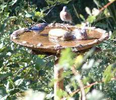 Western Bluebirds at the birdbath in our native garden. The Chokeberry behind them is one of their favorites. - grid24_6