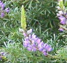 Dune lupine flowers - grid24_6