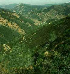 Chaparral or Brushlands  in the Sierras. - grid24_6
