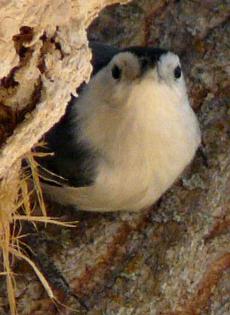 White Breasted Nuthatch watching the camera. - grid24_6