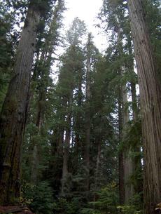 California coastal redwood forest copyrighted photo - grid24_6