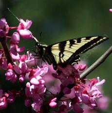Pale swallowtail on a Western Redbud - grid24_6