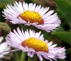 Erigeron glaucus, Seaside Daisy side view - grid24_6