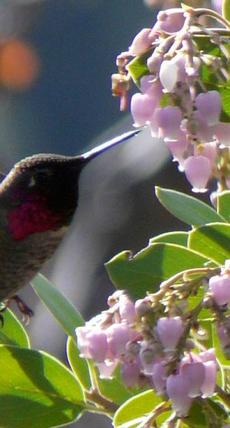 A male Anna Hummingbird working Austin Griffin manzanita flowers. Native plants support native birds. - grid24_6