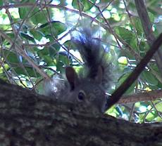 A tree squirrel watching from a Quercus agrifolia, Coast Live Oak - grid24_6