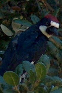 Acorn woodpecker, Melanerpes formicivorus looking sideways - grid24_6