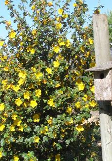 Fremontodendron Pacific Sunset seems to be the most stable of the hybrids but grows rather big. - grid24_6