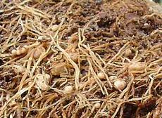 nitrogen fixing nodules on Lotus - grid24_6