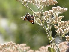 Eriogonum giganteum St. Catherine's Lace, with Mormon Metalmark Butterfly. This is a big Buckwheat. - grid24_6