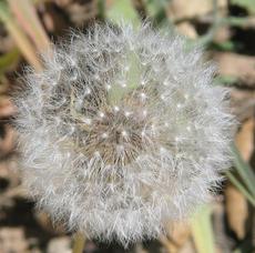 Agoseris grandiflora, Mountain dandelion seed heads in the Santa Margarita garden. - grid24_6