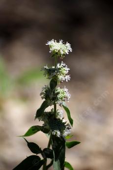 Pycnanthemum californicum,  Mountain Mint is a fragrant perennial. - grid24_6