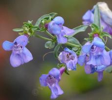 Penstemon heterophyllus subsp. purdyi, Purdy's penstemon - grid24_6