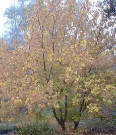 Box Elder tree,  Acer negundo californicum with fall color in fog. - grid24_6