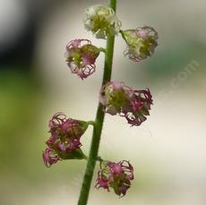 Tellima grandiflora,  Fringe cup flowers - grid24_6