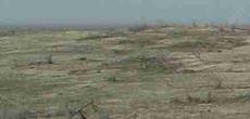 The Shadscale plant community probably never burned before Europeans brought weeds. Now when it burns there's not much left as this picture shows. A wasteland. - grid24_6