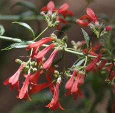 Keckiella ternata septentrionalis, Whorl Leaf Penstemon - grid24_6
