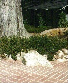 An old picture of Ceanothus  gloriosus growing over rocks next to a brick patio. - grid24_6