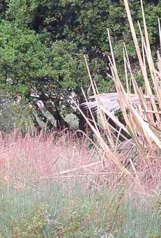 Veldt Grass and Pampas grass both burn like gasoline by about June. All that will come back is more veldt and pampas grass.  - grid24_6