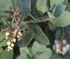 Flowers and leaves of Arctostaphylos cushingiana - grid24_6