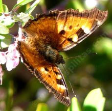 California Tortoise Shell butterfly, Nymphalis californica, top view - grid24_6