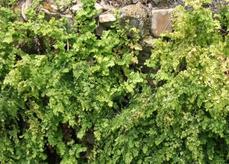 Adiantum jordanii California Maiden-Hair Fern on a wet rock wall - grid24_6
