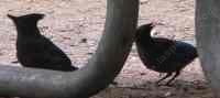 Stellar Jays love the picnic ground. You bring the food of course. - grid24_6