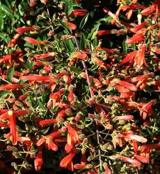 Here you can see the masses of flowers that are produced by Keckiella ternata var. septentrionalis, Whorl Leaf Penstemon. - grid24_6