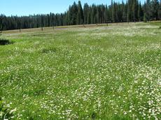 A Sierra meadow at 7500 feet. - grid24_6