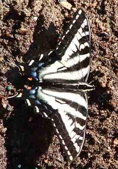 A pale Swallowtail Butterfly. - grid24_6