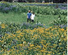 Ian and Penny out in a Sierra meadow in maybe 1989 - grid24_6