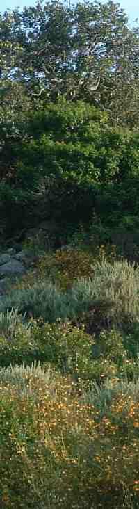 California coastal sage scrub community - grid24_6
