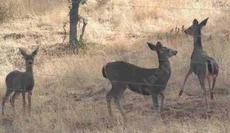 a 7 wire fence and the deer ran through it - grid24_6