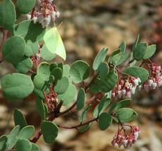 Dog Face Butterfly on Arctostaphylos mariposa, Mariposa Manzanita - grid24_6
