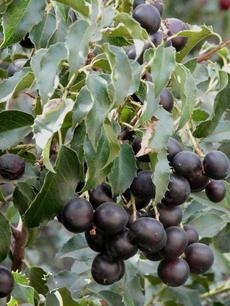 Ripe fruit on the Hollyleaf  Cherry, Prunus ilicifolia - grid24_6