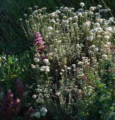 California buckwheat mixed with Rose Sage. This drought resistant garden has has looked good for decades, with wildlife visiting it every year. - grid24_6