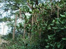 Garrya elliptica 'James Roof' - Coast Silk Tassel, the male flowers, catkins, can be a foot long on an interesting bush that can be wonderful hedge.  - grid24_6