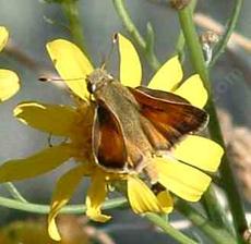 Tilden's skipper on a Butterweed plant. AKA Common Branded Skipper, Hesperia comma - grid24_6
