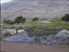 Sorry, an old picture of Maritime mountain lilac in full flower. This was in a landscape south of Cambria with no water, full bluff exposure. The plants were blasted by wind and salt spray. (The first week the irrigation flags we were using to mark the plants blew off.) Behind are the plants  Salvia spathacea and  Baccharis Pigeon Point. The Ceanothus maritimus is only a few inches tall. - grid24_6