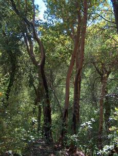Arbutus menziesii, Madrone, growing in the mixed evergreen forest of the central coast ranges of California, with Quercus kelloggii.  - grid24_6