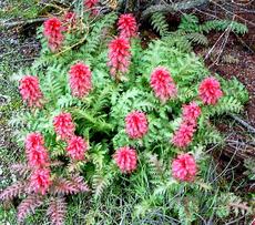 Pedicularis densiflora Indian Warrior - grid24_6