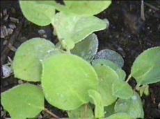 Gaultheria shallon, Salal, loves shady, moist areas of the redwood forest of California, but will also grow in part shade.   - grid24_6