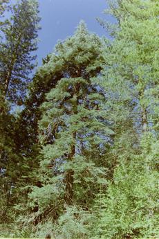 Pseudotsuga menziesii Douglas Fir - grid24_6