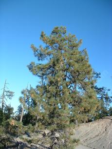Pinus coulteri on pure serpentine - grid24_6