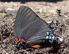 Great Purple Hairstreak, side view - grid24_6