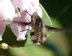 Beefly on manzanita flower - grid24_6