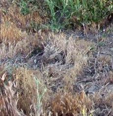 If you don't control the weeds first, it is difficult to grow a native garden. The higher the weed quantity, the lower the wildlife quality. Wildlife gardens should be maintained weed free. - grid24_6