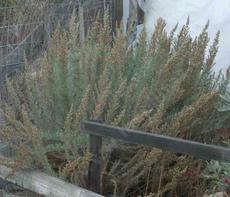California Sage brush, Artemesia californica - grid24_6