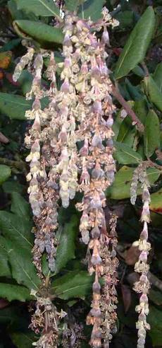 Garrya elliptica 'James Roof' - Coast Silk Tassel, the male flowers, catkins - grid24_6