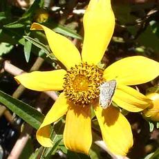 Bidens laevis  with a Acmon Blue Butterfly. - grid24_6